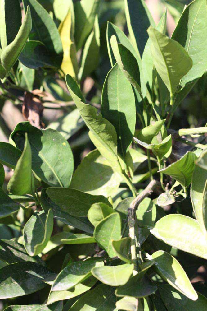              Sun leaves (Riverside, CA)       